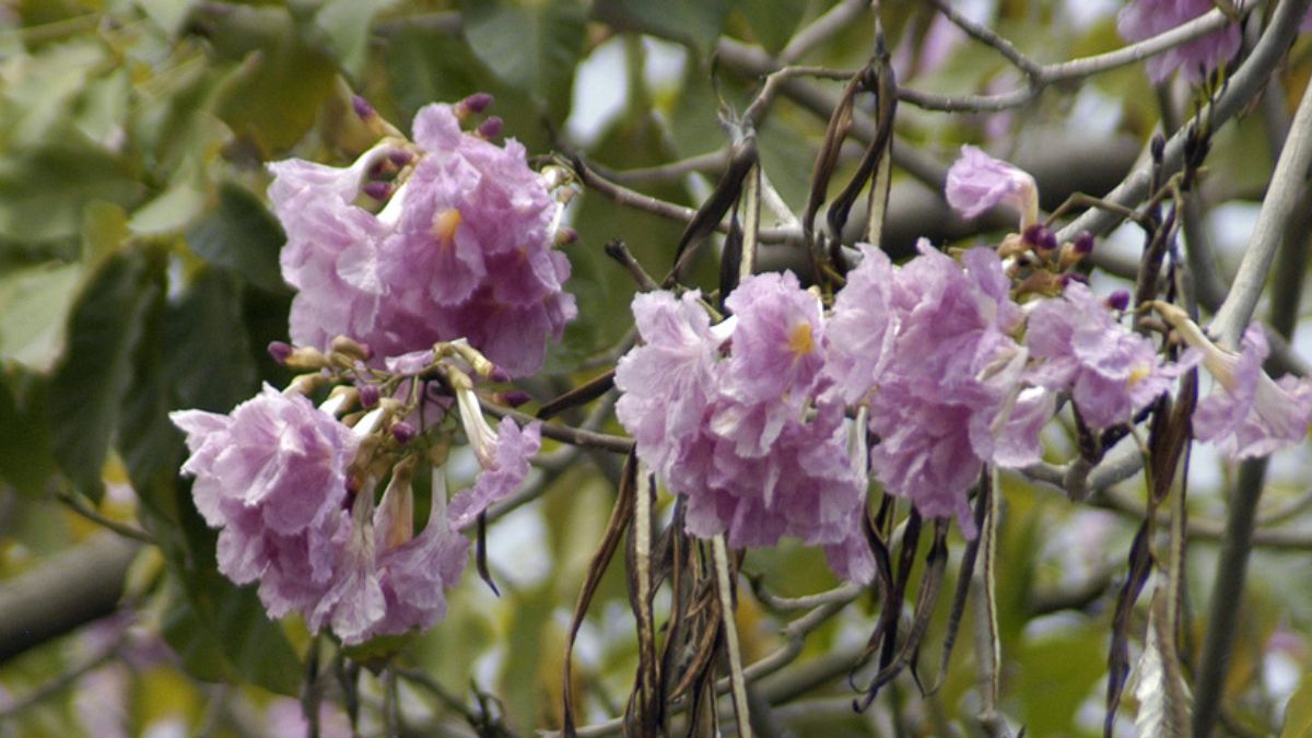 ipê roxo