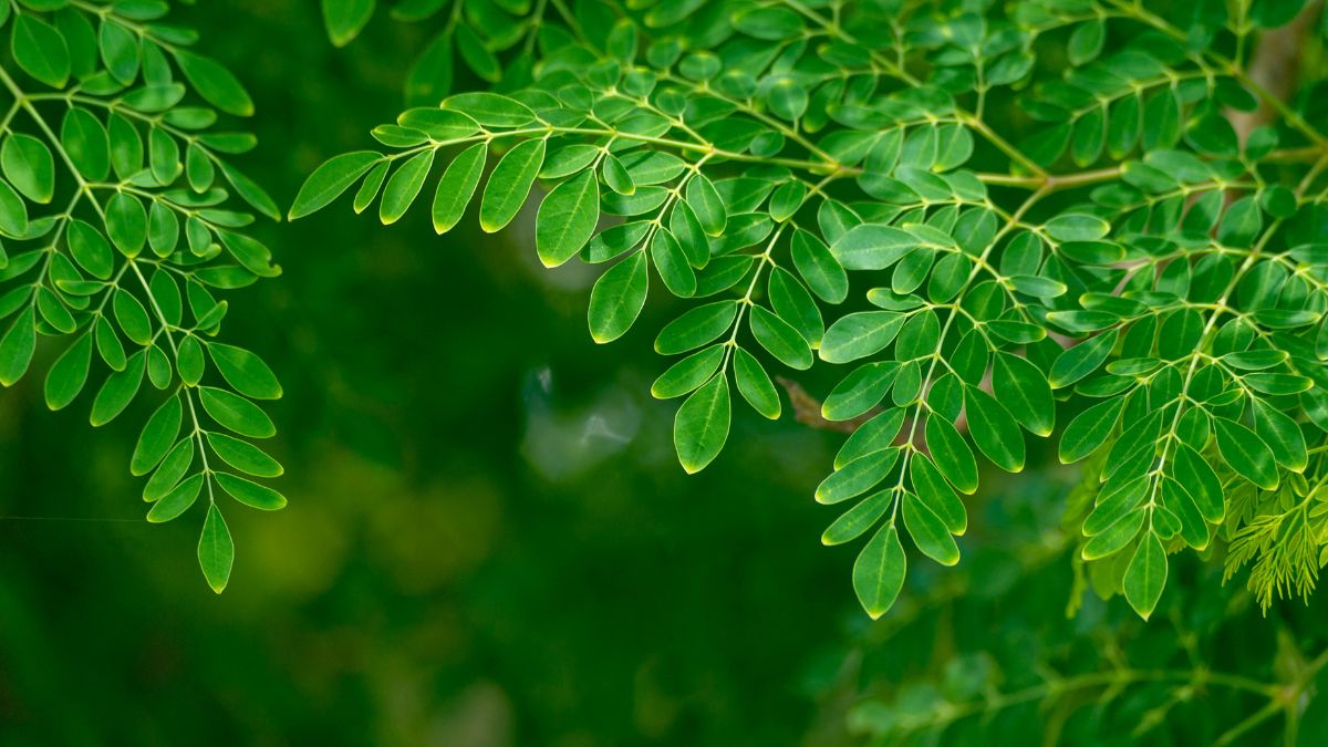 os 10 benefícios da moringa